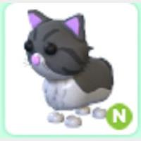 NFR PERSIAN CAT | ID 212972769 | PlayerAuctions