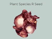 Xbox-PVE Plant Species R-1 2 Mix Seeds Pack -[easy make a raw meat farm]